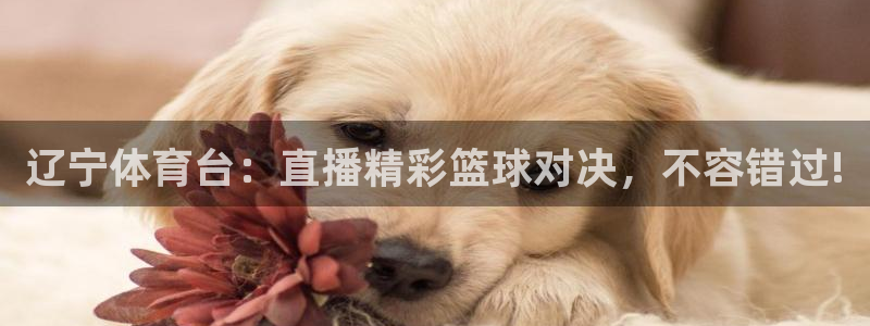 辽宁体育台：直播精彩篮球对决，不容错过!