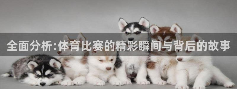 全面分析:体育比赛的精彩瞬间与背后的故事